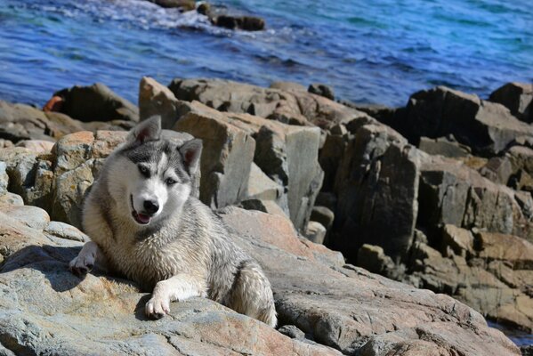 Der Hund liegt auf den Steinen am Meer
