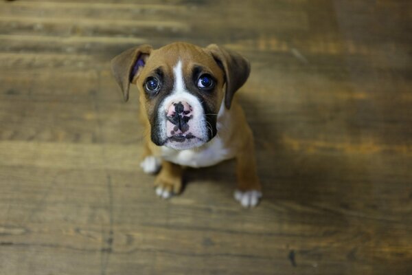 The puppy looks devotedly into the eyes