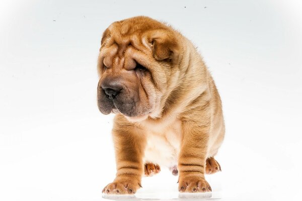 Welpe nahaufnahme von sharpei