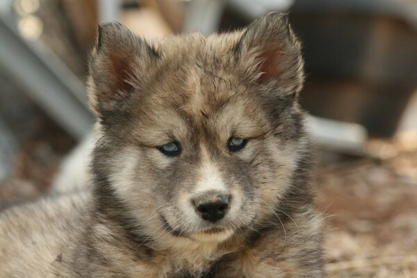 El cachorro Husky pensó en algo