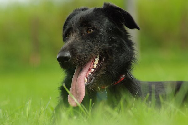 Der Hund ruht sich auf dem grünen Rasen aus