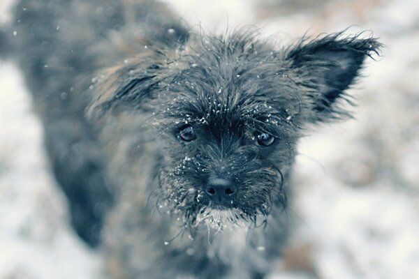 Cagnolino congelato sulla neve sguardo pietoso
