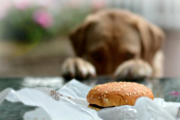 Cane chiede cibo panino