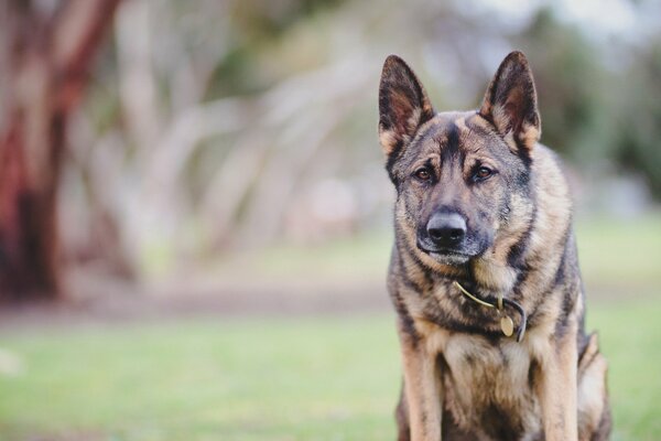 Qué mal aspecto tiene el estado de ánimo agresivo de un perro