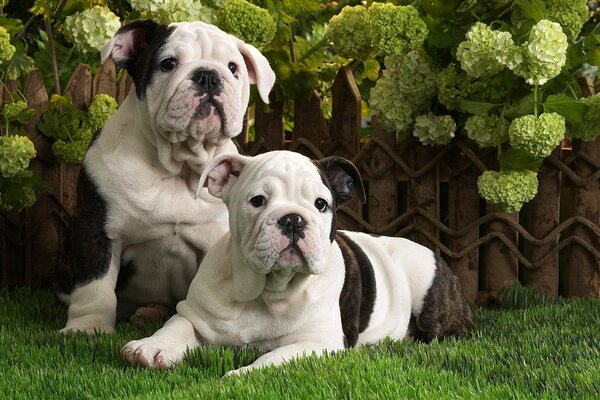 English Bulldog puppies on the grass