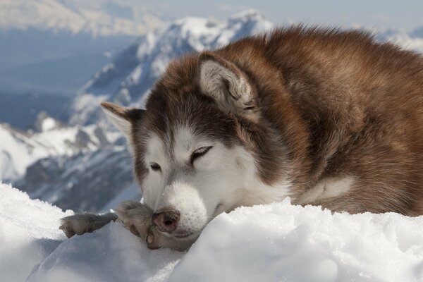 A husky dog in the snow. Dog in winter