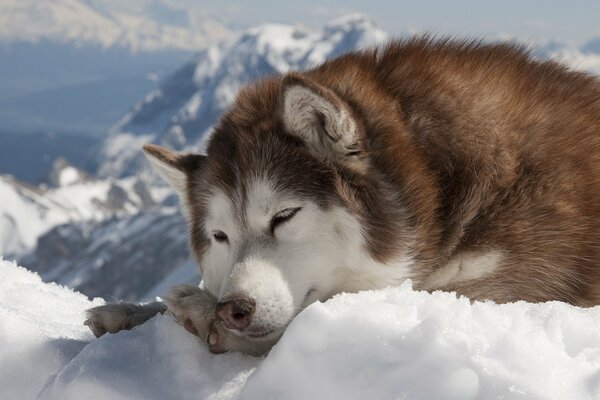Pies rasy husky na śniegu. Pies zimą