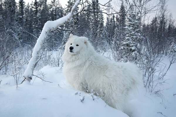 Samoyède chien blanc sur fond de neige blanche