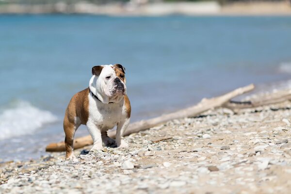 Vista del Bulldog Inglés en la orilla del río