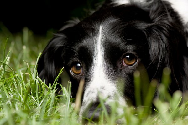 English Springer spaniel hid in the grass