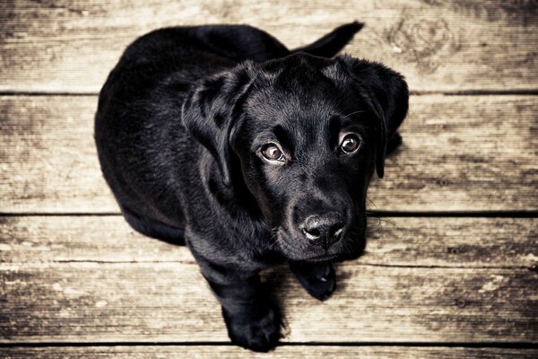 Le chiot noir regarde fidèlement dans les yeux