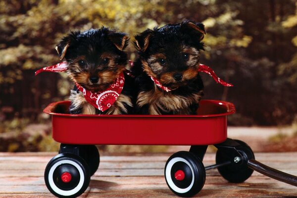 Puppies are sitting in a cart in headscarves