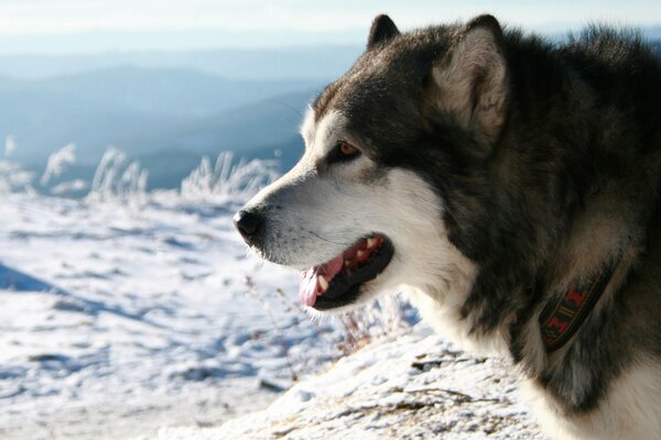 Sulla neve c è un husky con un colletto