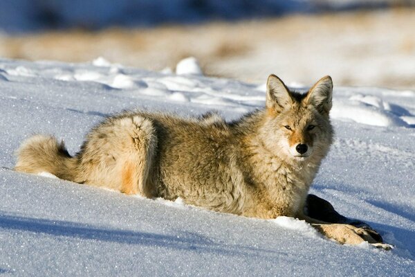 Der Wolf liegt im Winter im Schnee