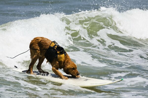 Il cane sul bordo cattura l onda