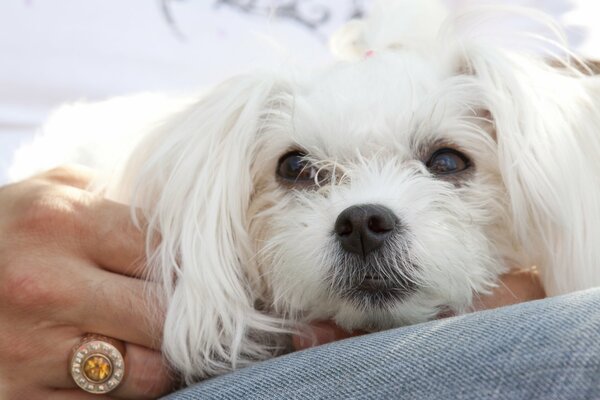 Bel cagnolino seduto tra le braccia del proprietario