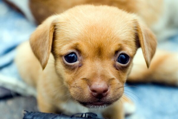 Pequeño cachorro mirando con tristeza