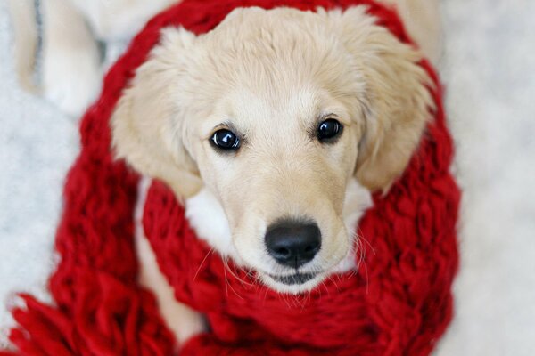 Chien blanc en écharpe rouge