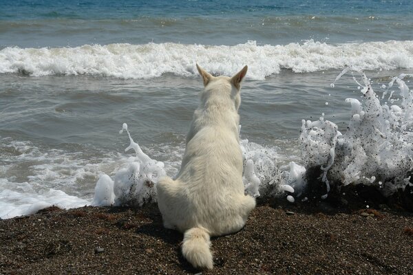 White dog watches the waves