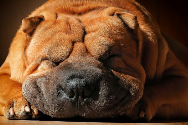 Le chien Shar Pei dort profondément