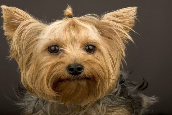 Yorkshire Terrier in all its beauty