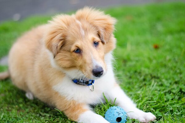 Shetland Shepherd spielt mit dem Ball