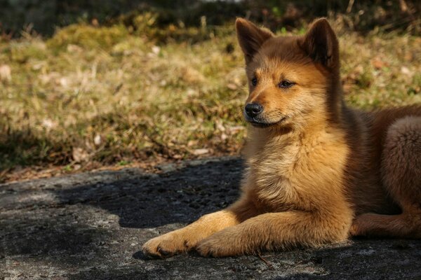 La mirada tranquila de un perro acostado