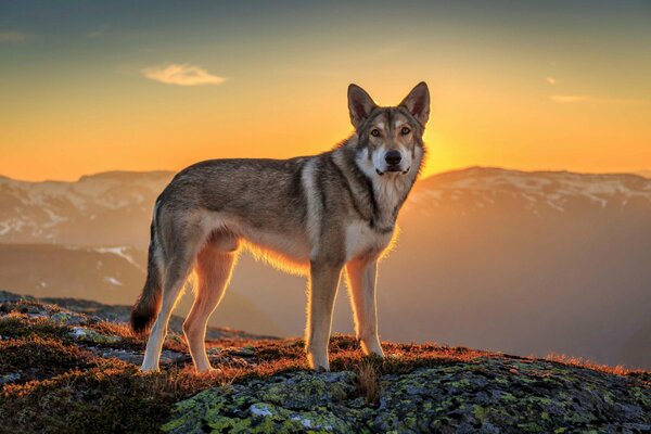 Perro en la cima de la montaña en medio de la puesta de sol