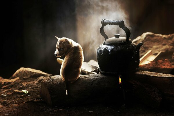 The puppy sits and guards the kettle