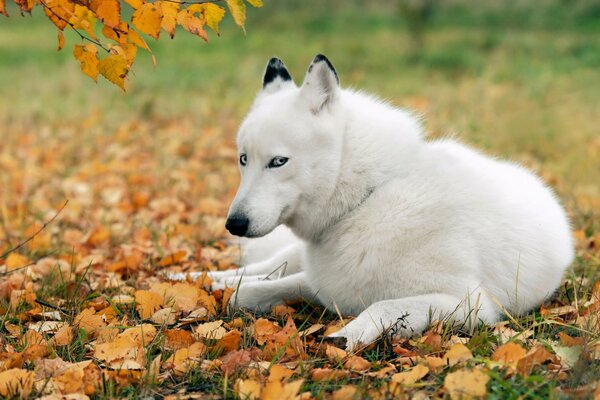Perro blanco en las hojas de otoño