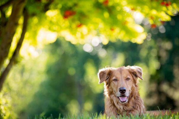 Süßer zottiger Wachhund auf dem grünen Rasen