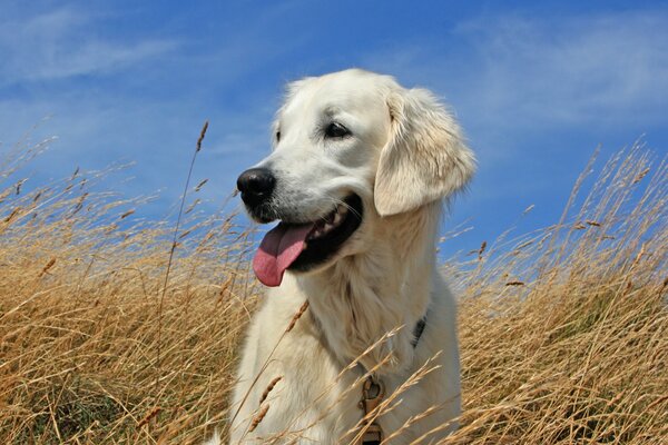 Perfil de perro en campo de trigo