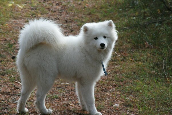 White fluff on a walk