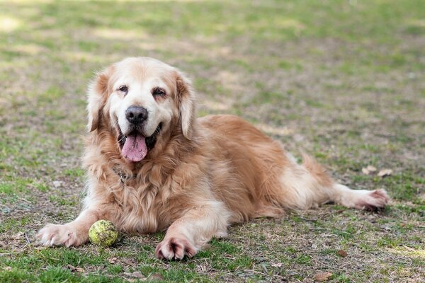 Retriever mejor amigo del hombre