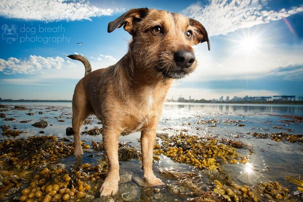 Chien amical au bord du lac