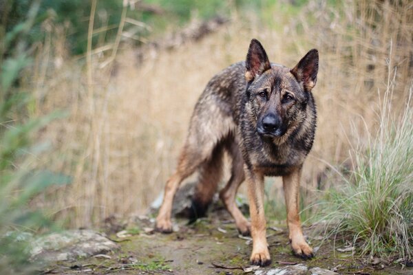 Il cane nel campo guarda con attenzione