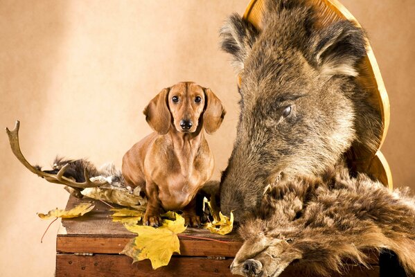 A cute red dachshund sits next to a boar s head, deer antlers, skins and autumn leaves on a wooden chest