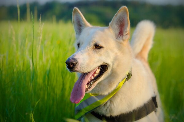 Hund auf dem Sommerfeld grüne Wiese