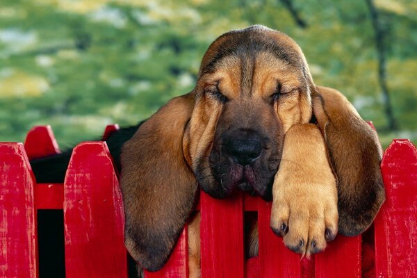 The Bloodhound is resting on the fence with his ears hanging down