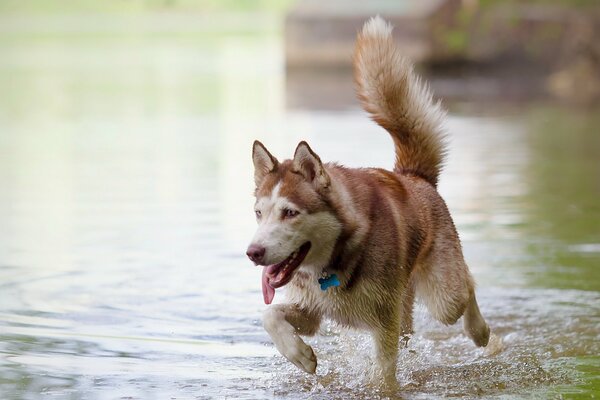 Un gros chien court sur l eau