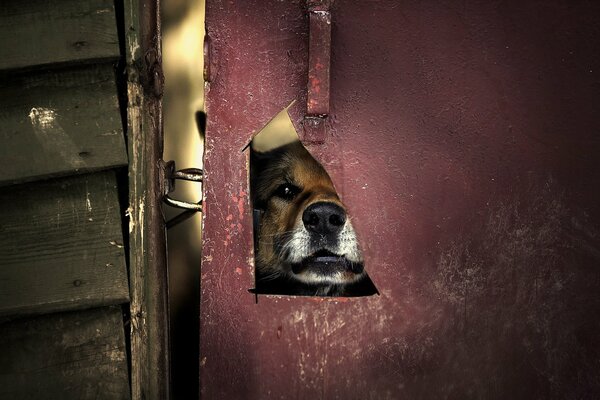 Chien furtivement à travers la porte