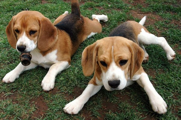 Little puppies breed a beagle