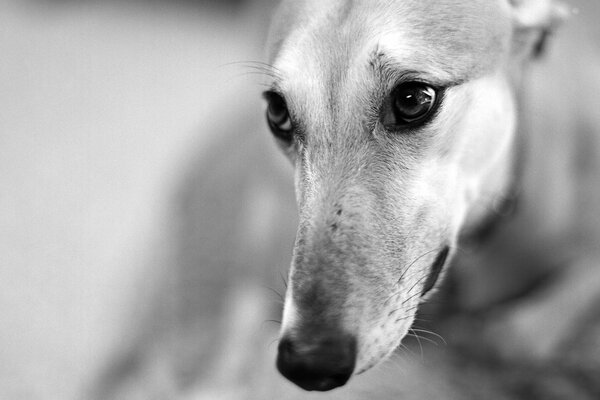 The muzzle of a dog with big eyes