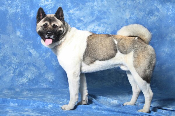 Kämpfender, mächtiger Hund auf blauem Hintergrund