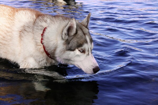 A husky dog enters the water