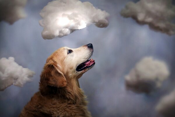 The dog is sitting against the background of clouds