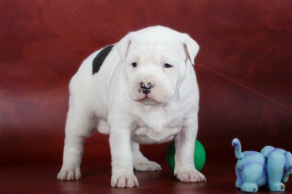 Mignon chiot noir et blanc AmStaff