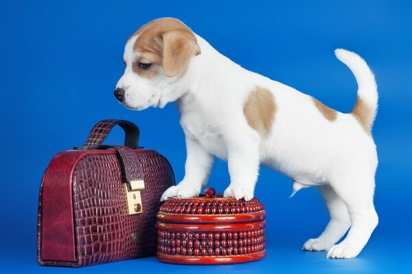 A little puppy is standing on a casket