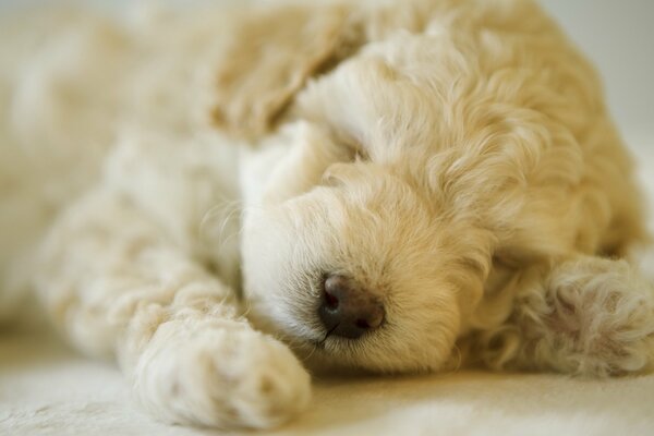 Doux rêve d un petit chien