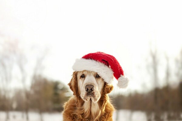 Photo of a dog in a New Year s holiday cap